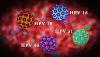 Fifteen of the human HPV are carcinogenic
